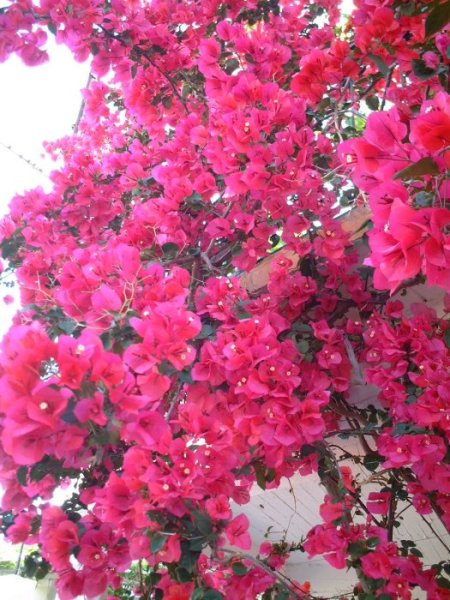 Blomsterprakt p&aring; Meganisi